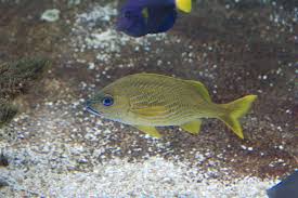 Image result for Haemulon flavolineatum