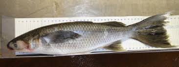 Image result for Mugil
