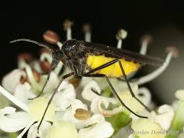 Attēlu rezultāti vaicājumam “Sciara analis”