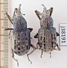 Attēlu rezultāti vaicājumam “Curculionidae”