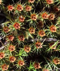 Attēlu rezultāti vaicājumam “Polytrichum piliferum”