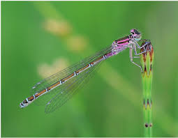 Attēlu rezultāti vaicājumam “Coenagrion armatum female”