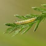 Attēlu rezultāti vaicājumam “Depressaria olerella”