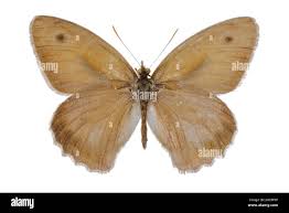 Attēlu rezultāti vaicājumam “Hyponephele lycaon”