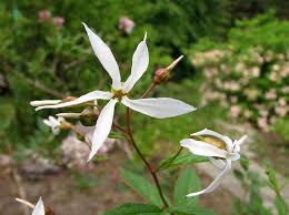 Attēlu rezultāti vaicājumam “xComagaria rosea  flower”