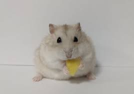 Image result for хомек