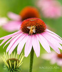Attēlu rezultāti vaicājumam “Echinacea purpurea flower”