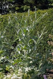 Image result for Onopordum acanthium