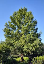 Attēlu rezultāti vaicājumam “Taxodium distichum”