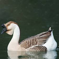 Attēlu rezultāti vaicājumam “Anser anser adult”