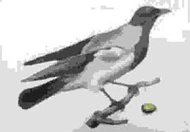 Attēlu rezultāti vaicājumam “Corvus cornix”