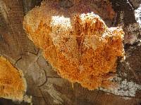 Attēlu rezultāti vaicājumam “Pycnoporellus alboluteus”