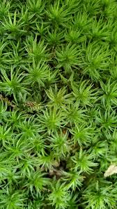 Attēlu rezultāti vaicājumam “Atrichum flavisetum”