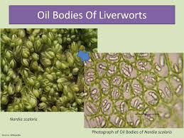 Attēlu rezultāti vaicājumam “Nardia scalaris cells”