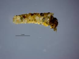 Attēlu rezultāti vaicājumam “Limnephilus larva”