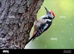 Attēlu rezultāti vaicājumam “Dendrocopos medius”