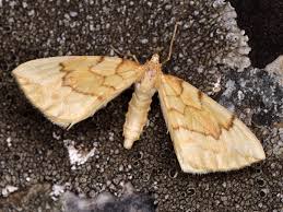 Attēlu rezultāti vaicājumam “Eulithis pyraliata”