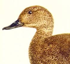 Attēlu rezultāti vaicājumam “Anas strepera”