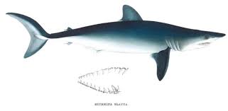 Image result for Isurus oxyrinchus