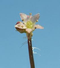 Attēlu rezultāti vaicājumam “Hydrocotyle vulgaris flower”