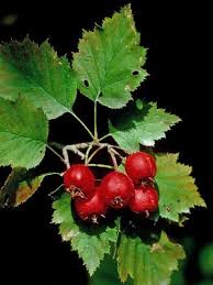 Attēlu rezultāti vaicājumam “Crataegus x macrocarpa fruit”