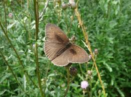 Attēlu rezultāti vaicājumam “Maniola jurtina”