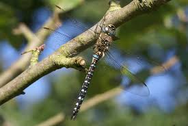 Attēlu rezultāti vaicājumam “Aeshna mixta”