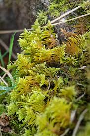 Attēlu rezultāti vaicājumam “Campylopus pyriformis”