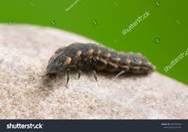 Attēlu rezultāti vaicājumam “Lampyris noctiluca larva”