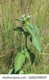 Attēlu rezultāti vaicājumam “Galeopsis bifida”