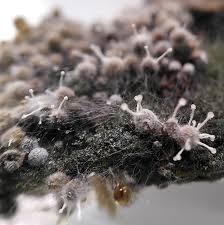 Attēlu rezultāti vaicājumam “Polycephalomyces tomentosus”