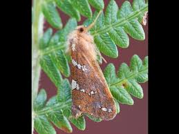 Attēlu rezultāti vaicājumam “Hepialus lupulinus”