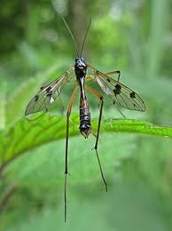 Attēlu rezultāti vaicājumam “Ptychoptera sp.”