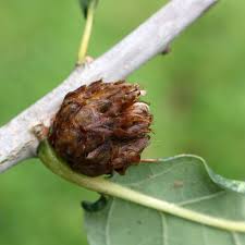 Attēlu rezultāti vaicājumam “Andricus foecundatrix”