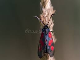 Attēlu rezultāti vaicājumam “Zygaena sp.”