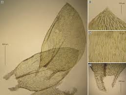 Attēlu rezultāti vaicājumam “Brachythecium rivulare sporophyte”