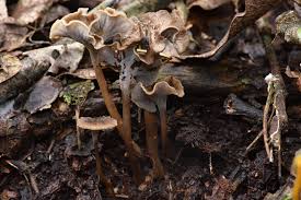 Attēlu rezultāti vaicājumam “Pseudocraterellus”