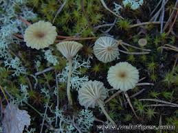 Attēlu rezultāti vaicājumam “Lichenomphalia umbellifera”