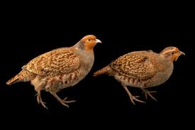 Attēlu rezultāti vaicājumam “Perdix perdix”