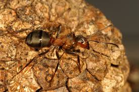 Attēlu rezultāti vaicājumam “Formica rufa imago”