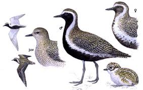 Attēlu rezultāti vaicājumam “Pluvialis apricaria”