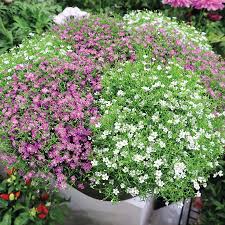 Attēlu rezultāti vaicājumam “Gypsophila muralis”