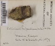 Attēlu rezultāti vaicājumam “Calicium viride”