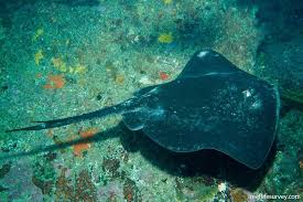 Image result for Dasyatis chrysonota