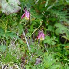 Attēlu rezultāti vaicājumam “Aquilegia vulgaris bud”