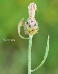 Attēlu rezultāti vaicājumam “Centaurea stoebe fruit”