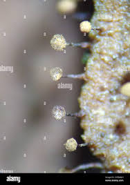 Attēlu rezultāti vaicājumam “Cribraria vulgaris macro”