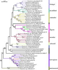 Attēlu rezultāti vaicājumam “Tanytarsus”