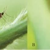 Attēlu rezultāti vaicājumam “Cecidomyiidae”