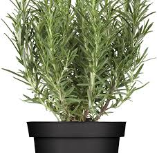 Image result for Rosmarin